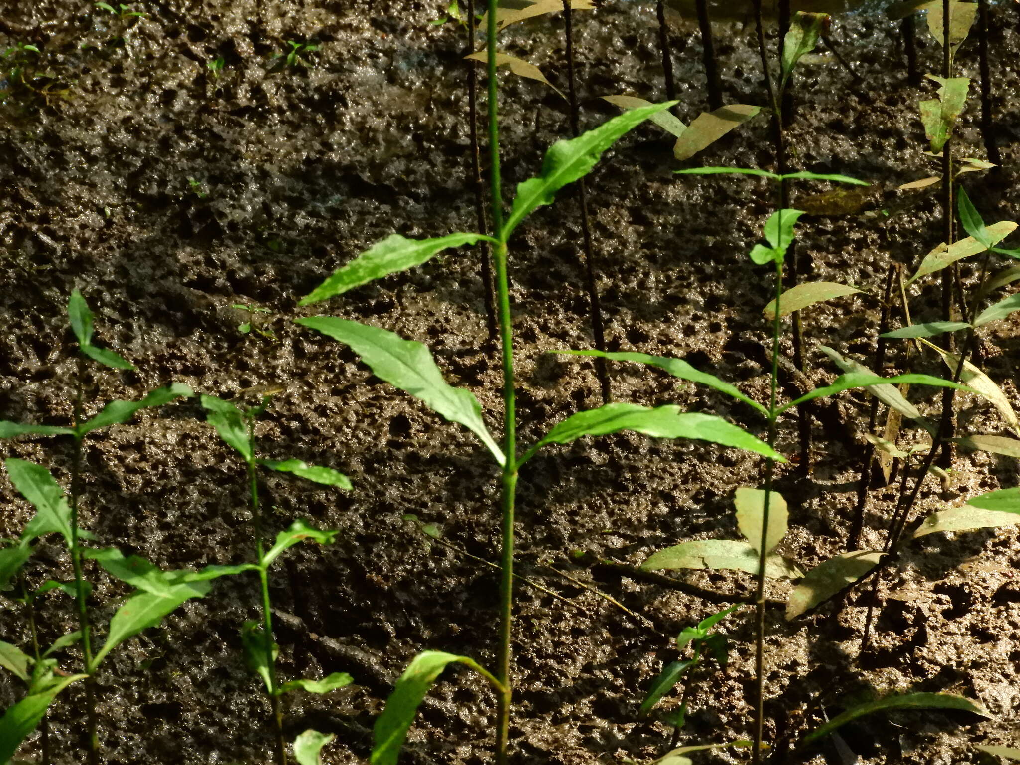 Image of Slender-Leaf False Dragonhead