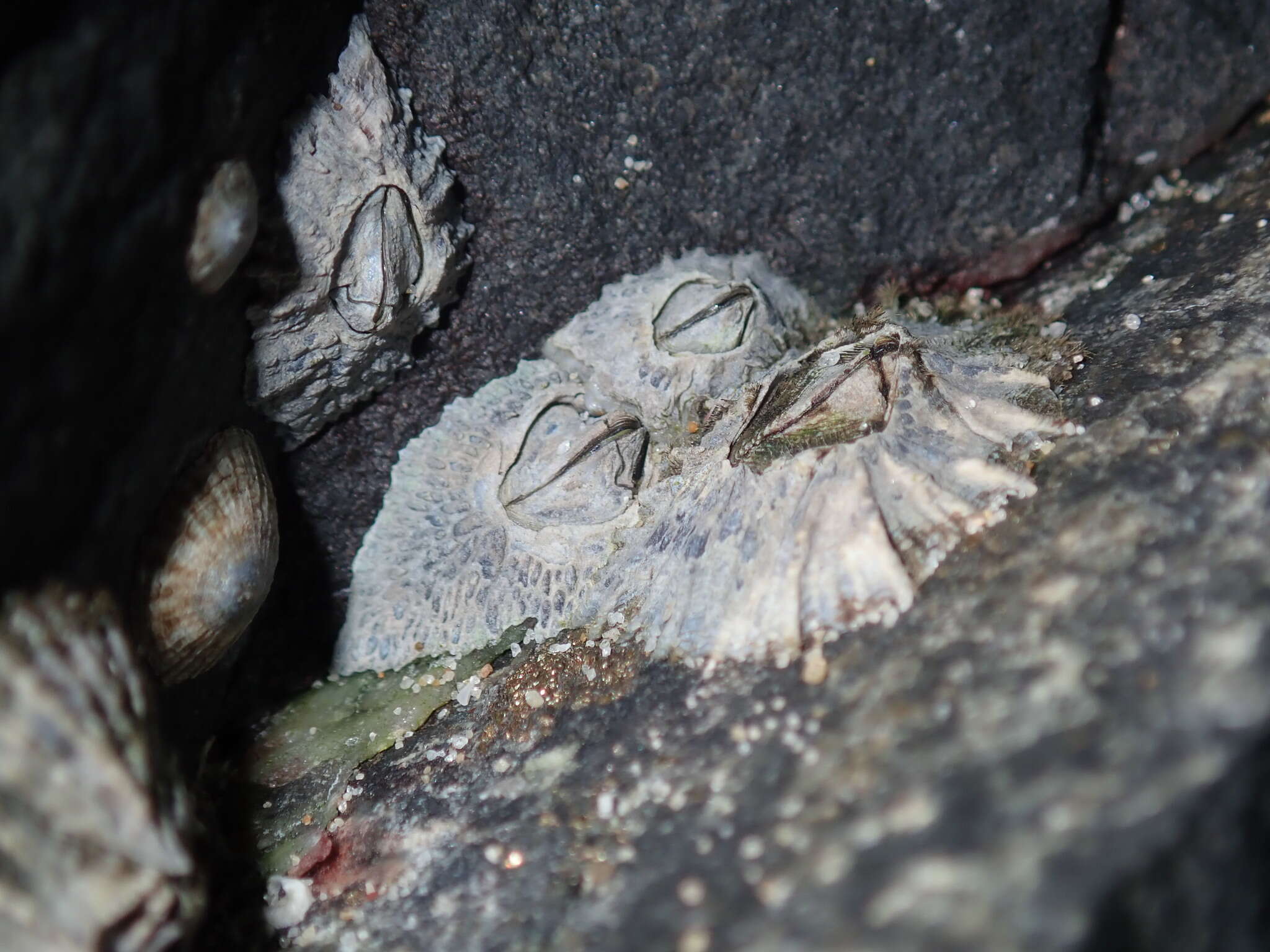 Image of Tetraclitella purpurascens (Wood 1815)