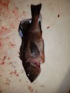 Image of Dusky rockfish