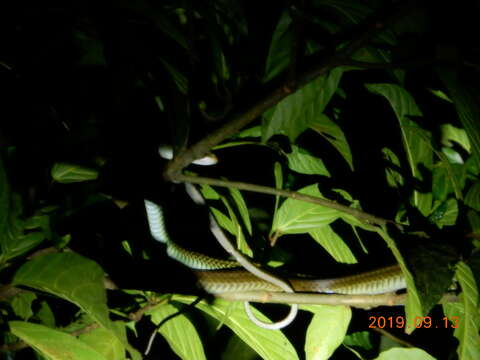 Image of Cantor's rat snake