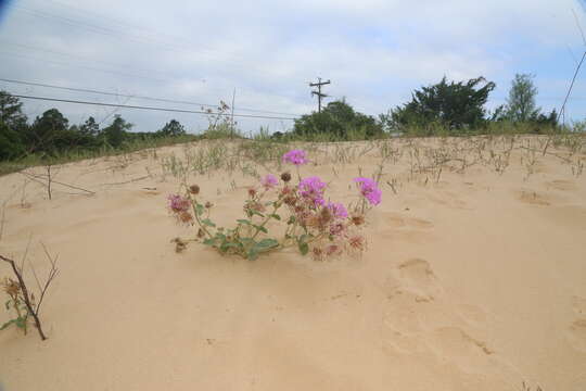 Image of large-fruited sand verbena