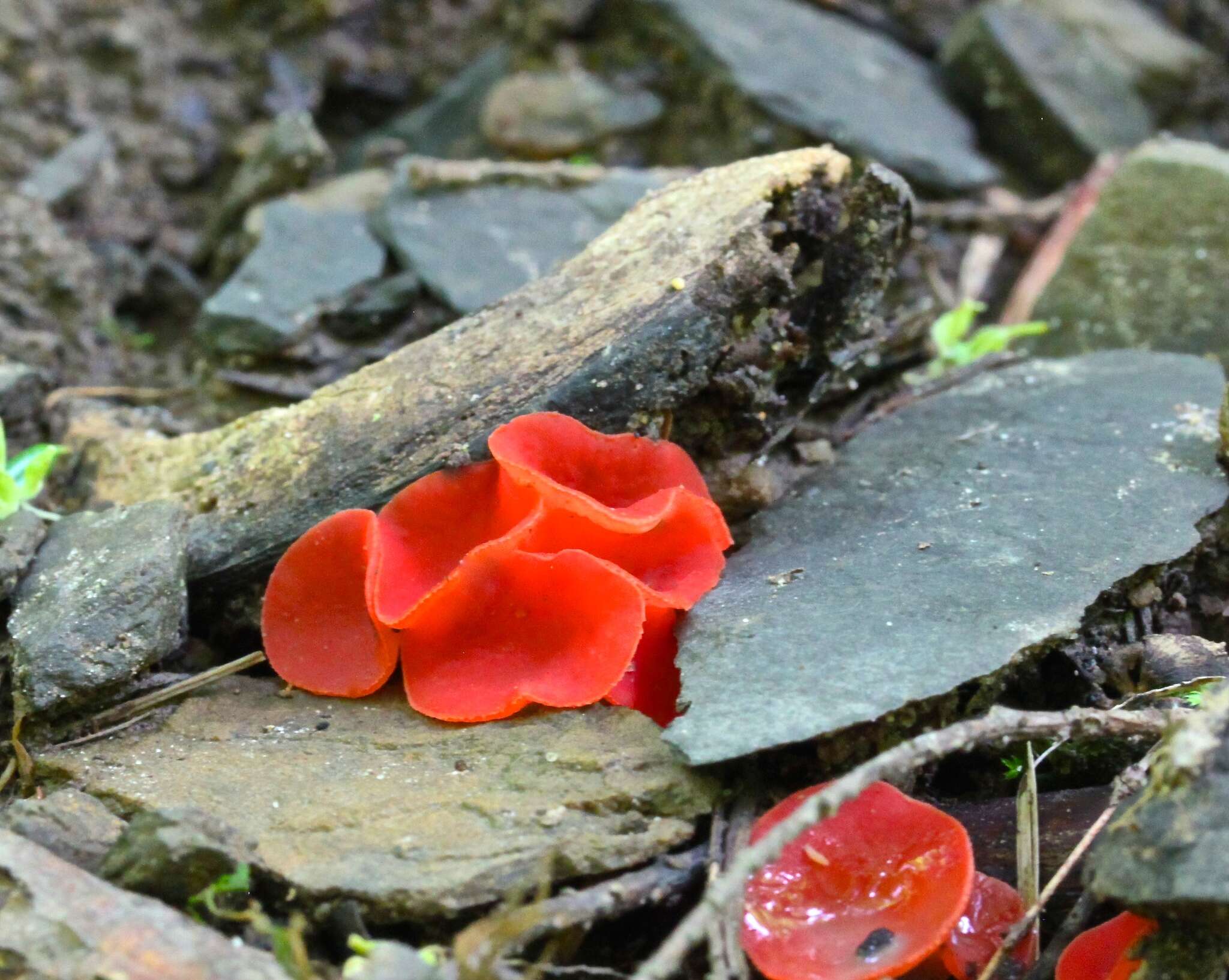 Sivun Sarcoscypha occidentalis (Schwein.) Sacc. 1889 kuva