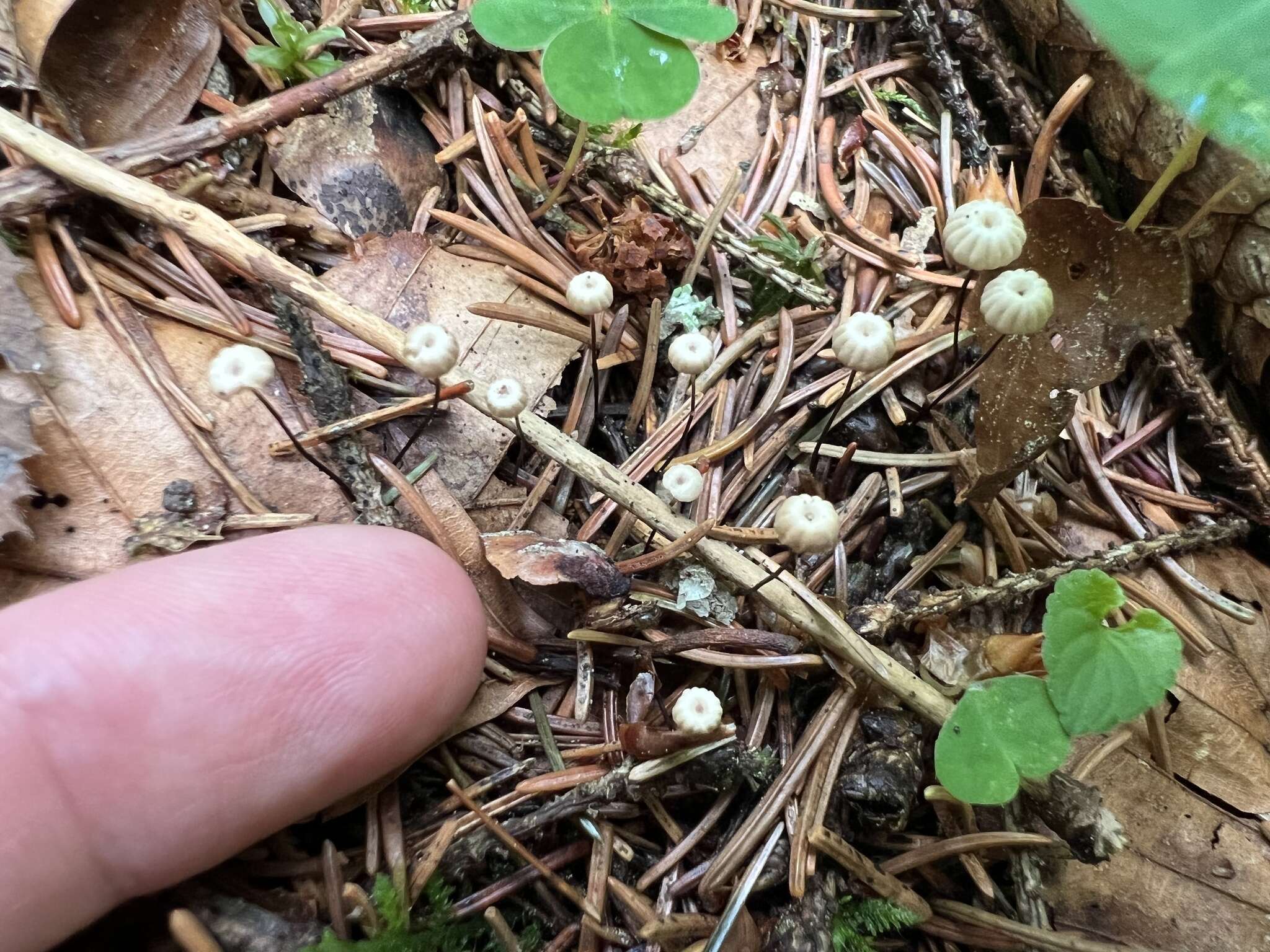 Image of Marasmius wettsteinii Sacc. & P. Syd. 1899