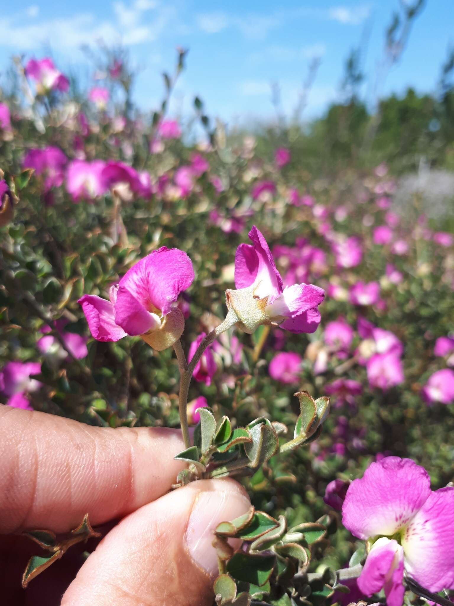 Plancia ëd Podalyria microphylla E. Mey.