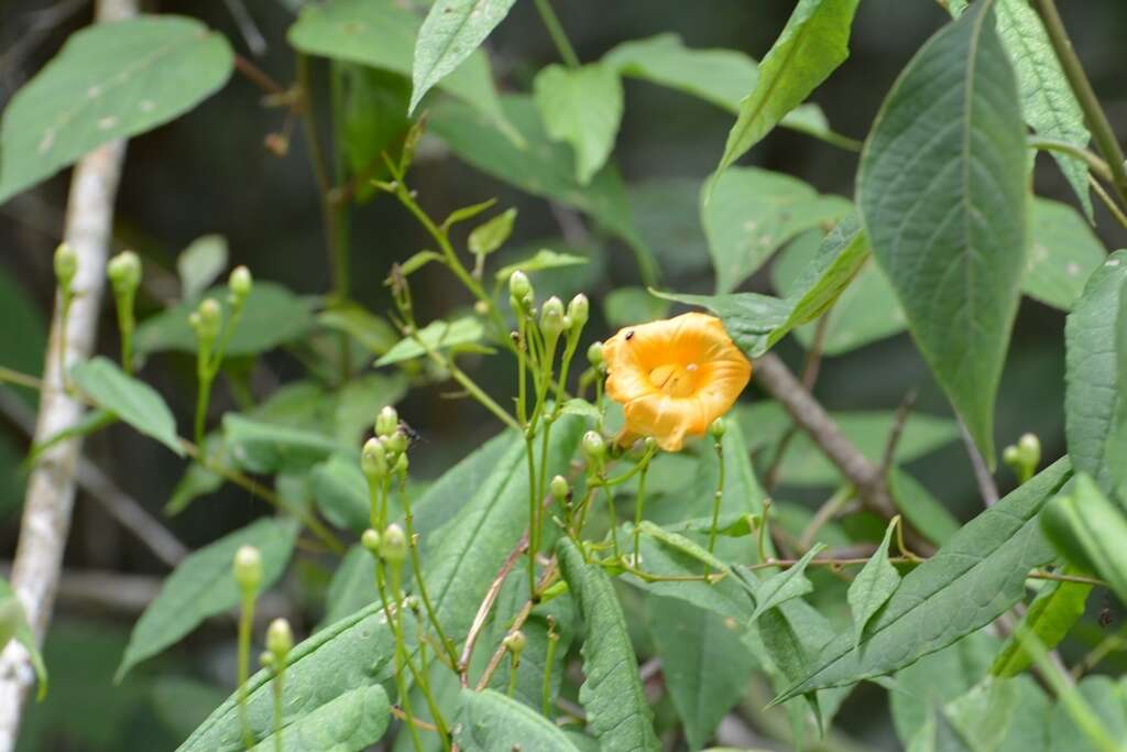 Ipomoea aurantiaca L. O. Williams resmi