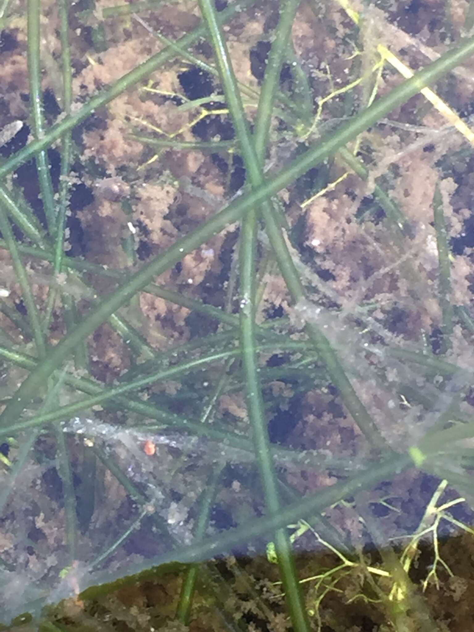 Image of Translucent Stonewort