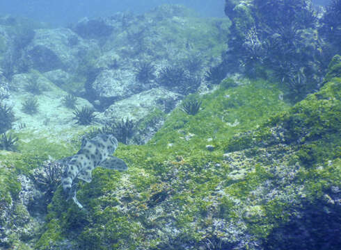 Image of Galapagos Bullhead Shark