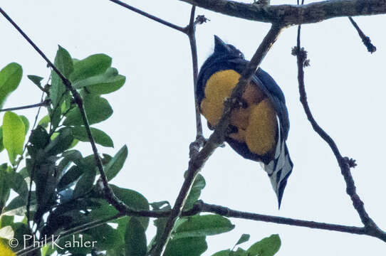 Imagem de Trogon viridis Linnaeus 1766