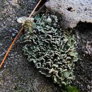 Image of cup lichen