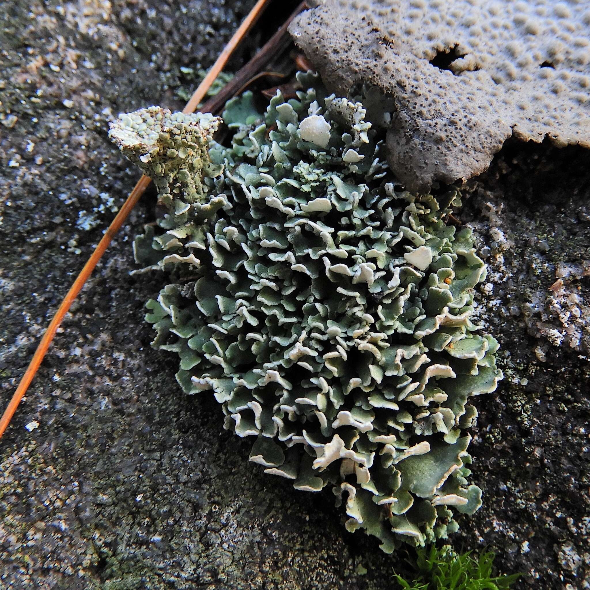 Image of cup lichen