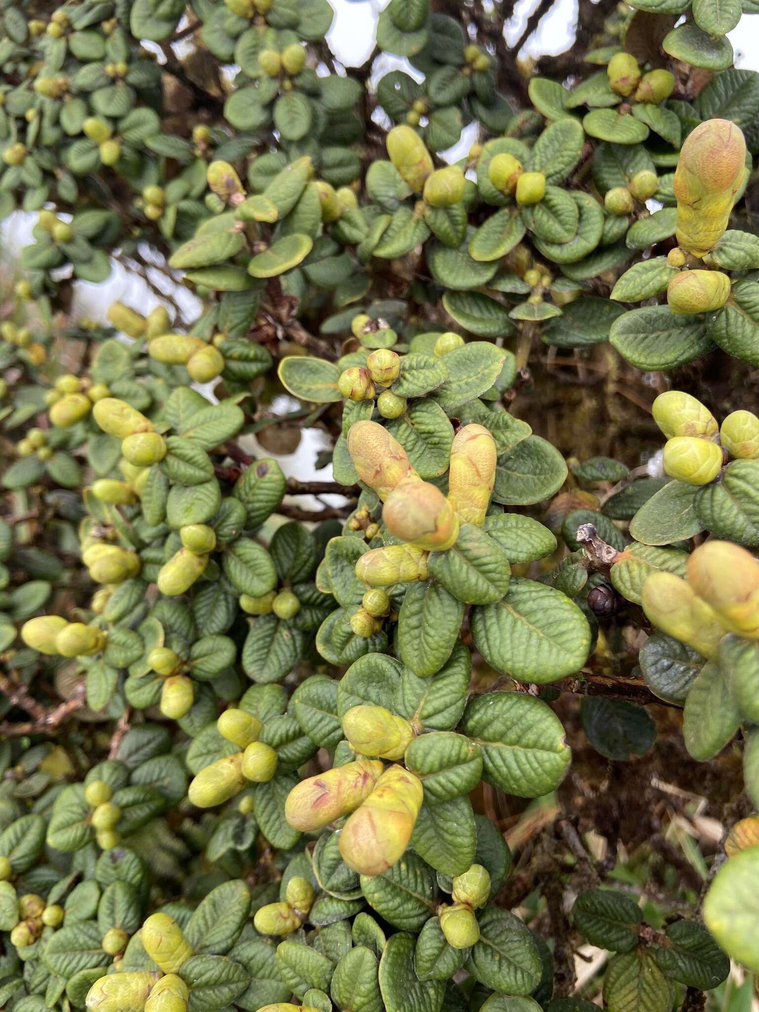 Image of Lehua Papa