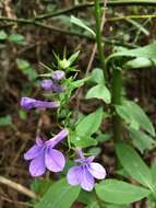 Image of southern lobelia