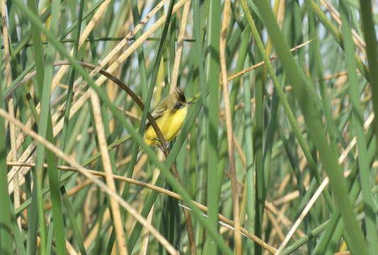 Image of Crested Doradito