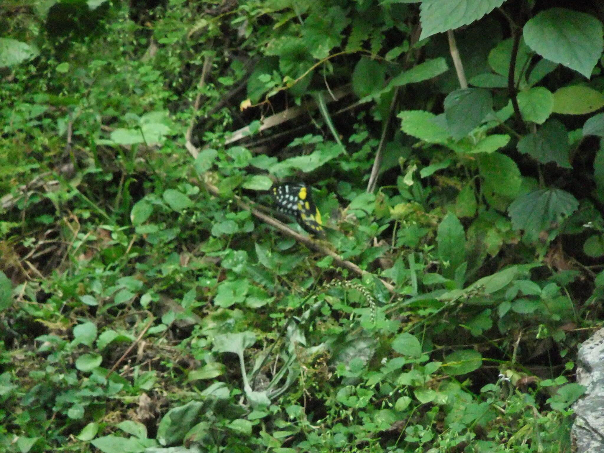 Image of hill jezebel