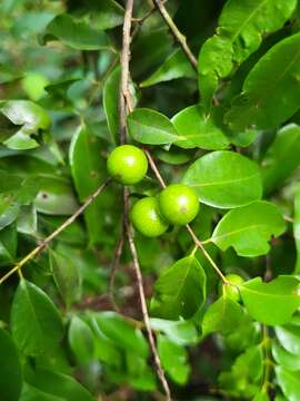 Image of guavaberry