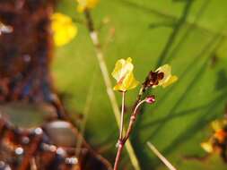 Imagem de Utricularia bremii Heer