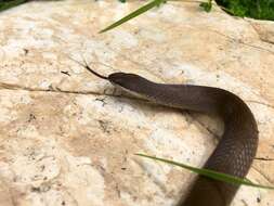 Image of Chiapan Stripeless Snake