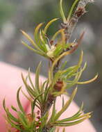 Image of Cliffortia paucistaminea var. australis C. Whitehouse