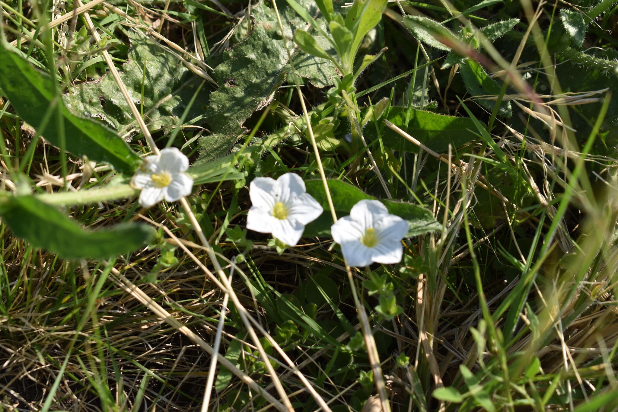 Image of Nierembergia calycina Hook.