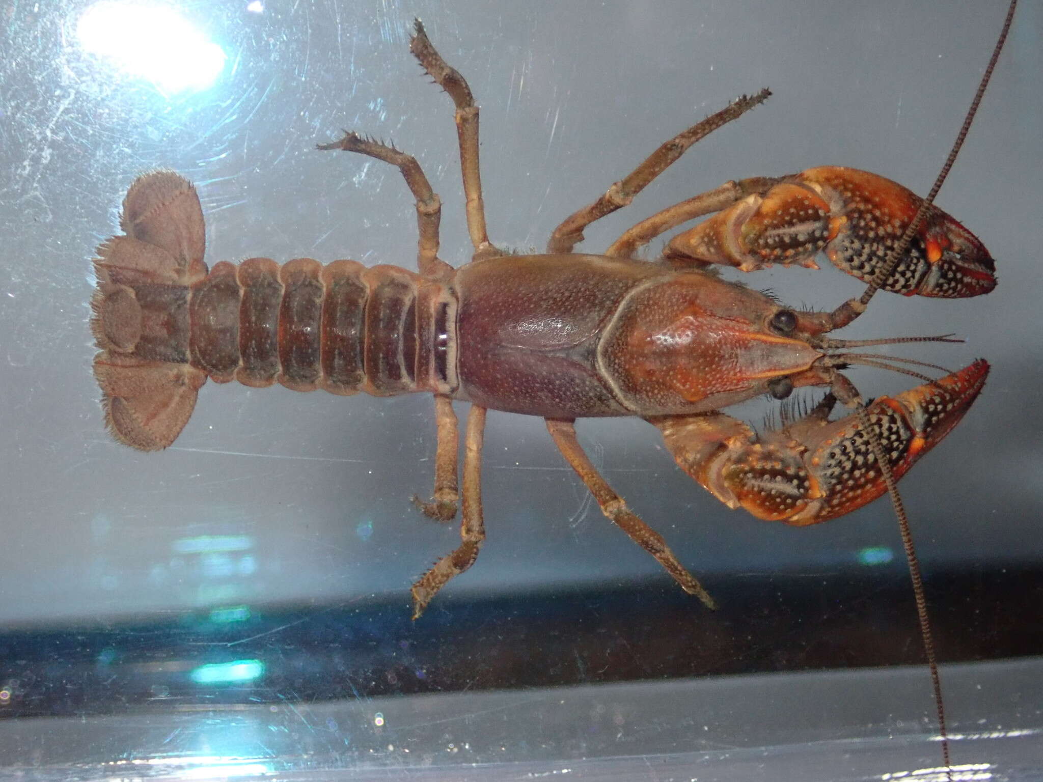 Image of <i>Lacunicambarus acanthura</i>