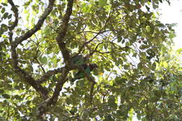 Image of Brown-necked Parrot