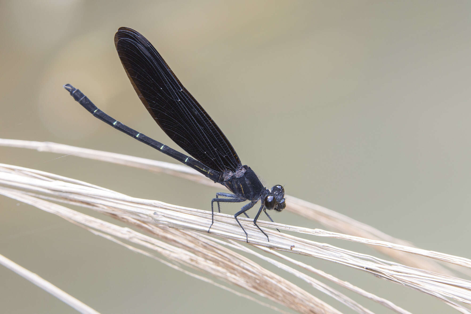 Image of Dysphaea haomiao Hämäläinen 2012