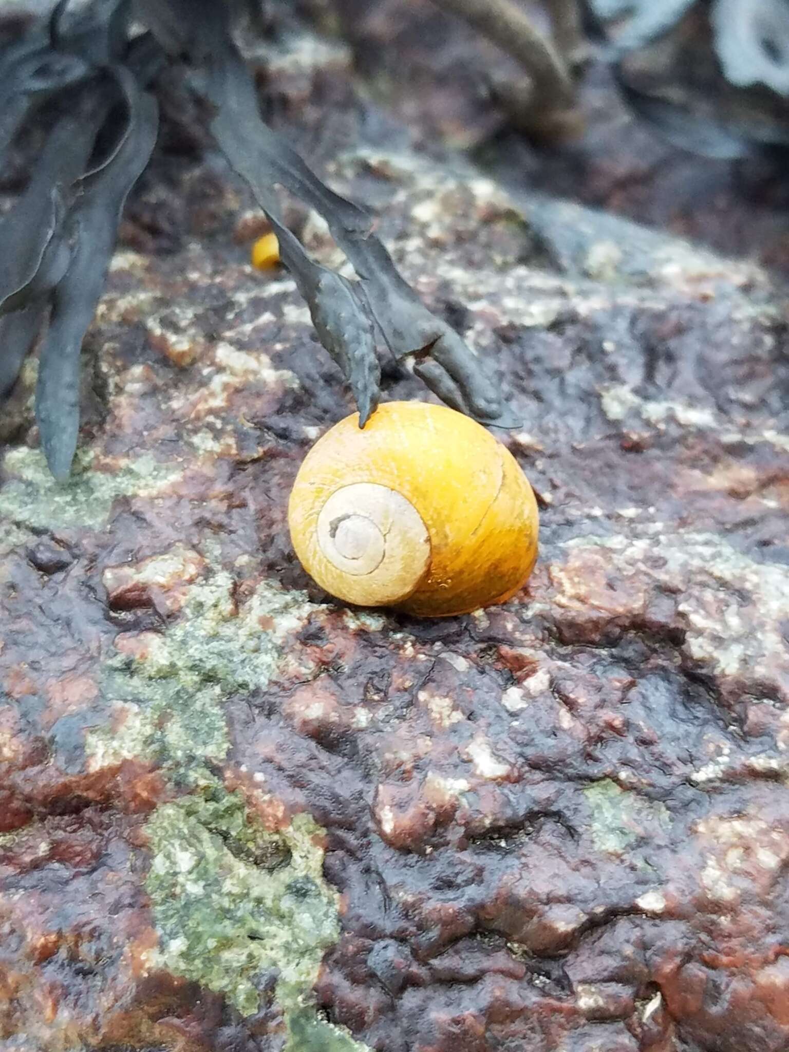 Plancia ëd Littorina obtusata (Linnaeus 1758)