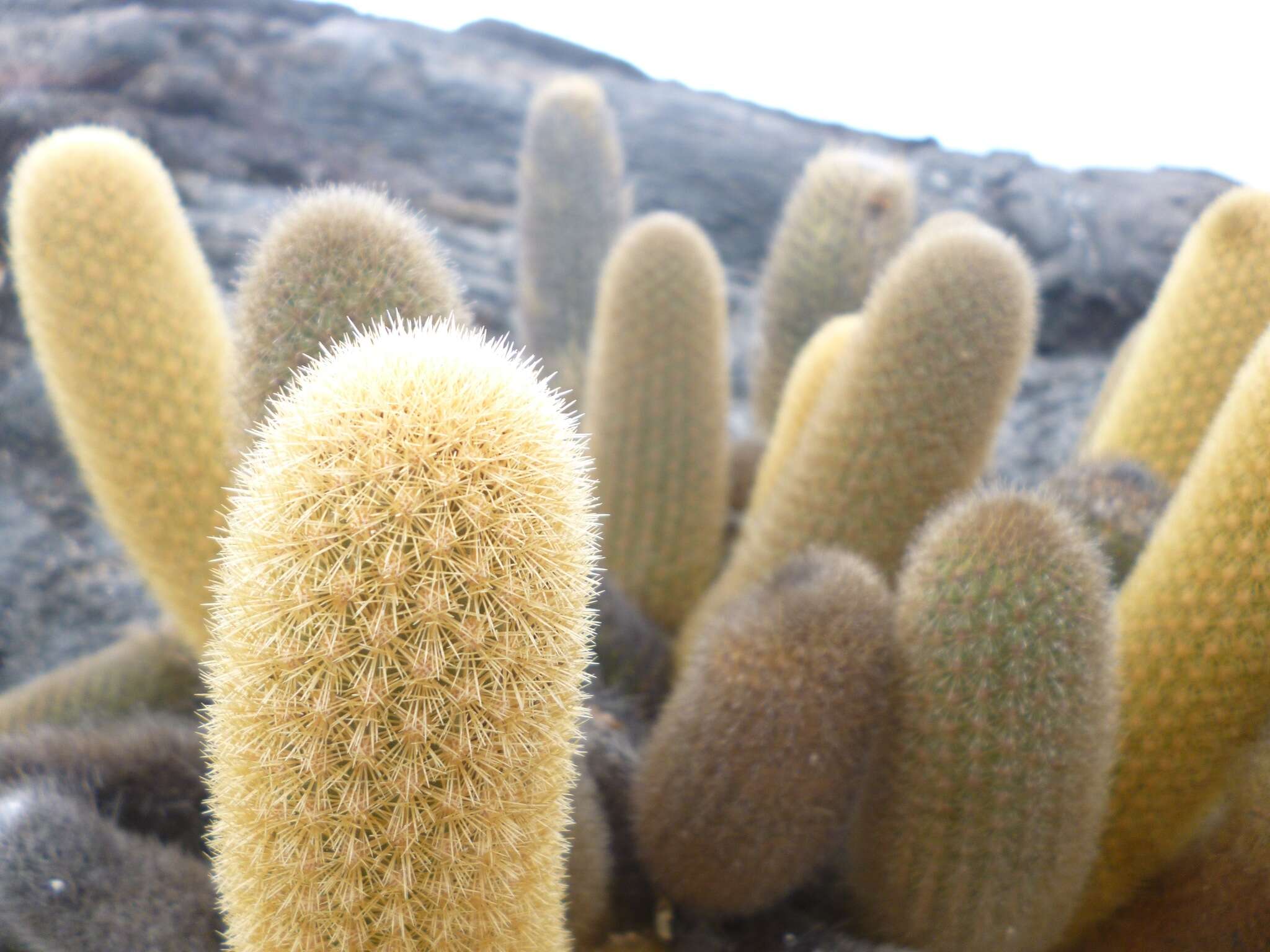 Image of Brachycereus