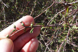 Image of Coprosma intertexta G. Simpson