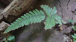 Imagem de Pteris aspericaulis Wall. ex Ag.