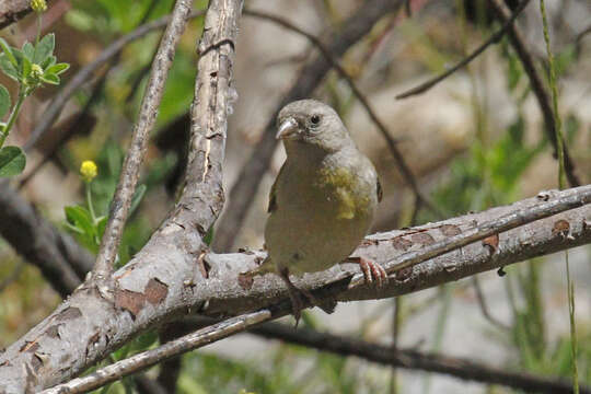 Image of Lawrence's Goldfinch