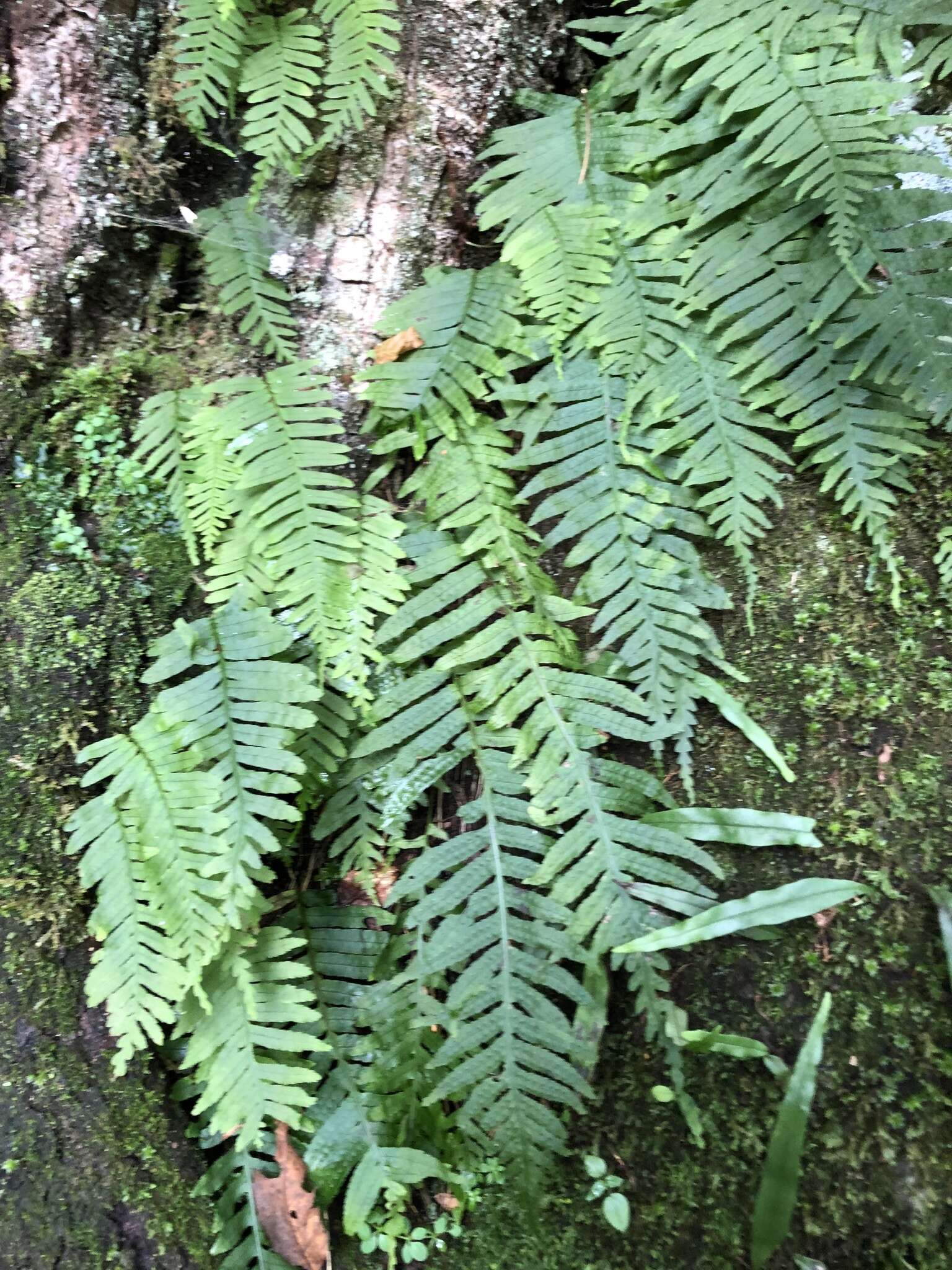 Image of Polypodiodes fieldingiana (Kunze ex Mett.) Fraser-Jenkins, Kandel & Pariyar