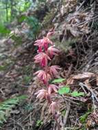 Image of hooded coralroot