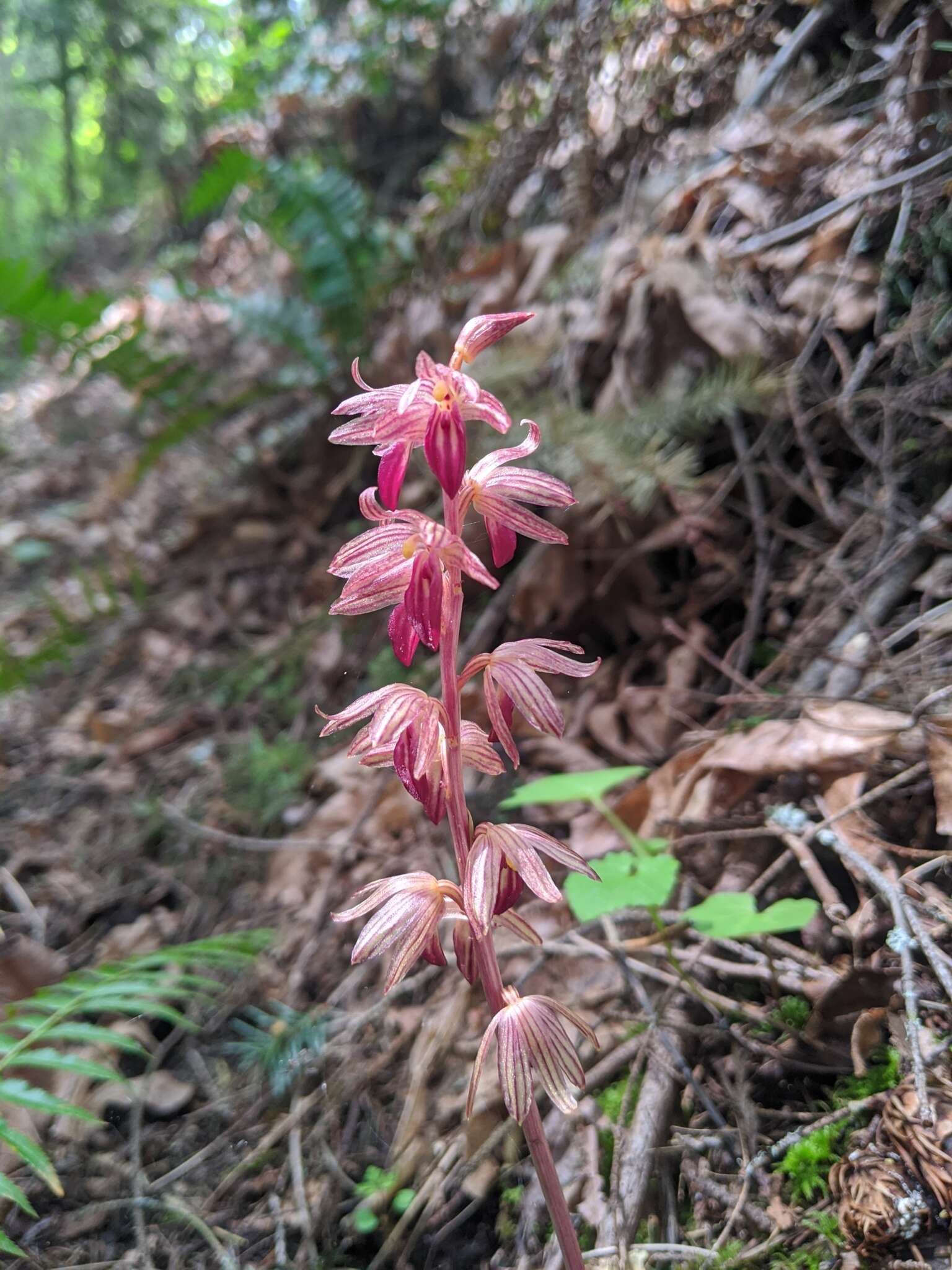 Image of hooded coralroot