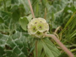 Image of Lomelosia prolifera (L.) W. Greuter & Burdet