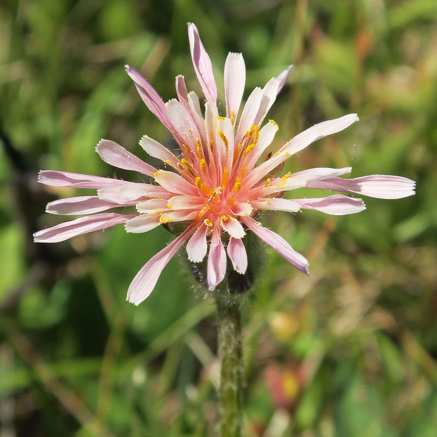 Image of Agoseris aurantiaca var. carnea (Rydb.) Lesica