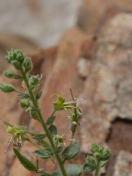 Image of Cleome dolichostyla Jafri