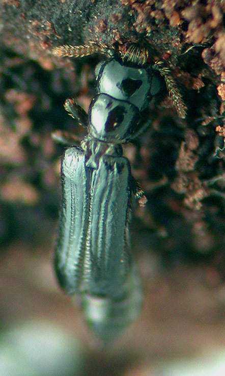 Image of telephone-pole beetle