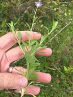 Image de Chaetopappa bellidifolia (A. Gray & Engelm. ex A. Gray) Shinners