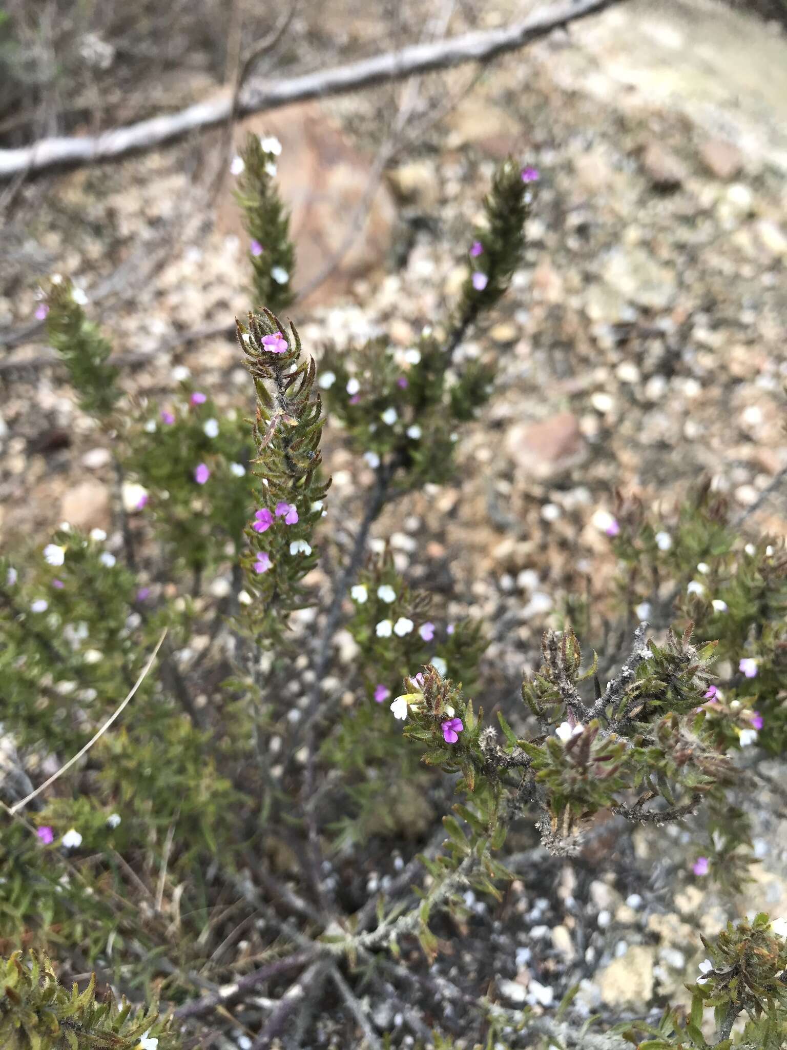 Image of Muraltia hirsuta Levyns