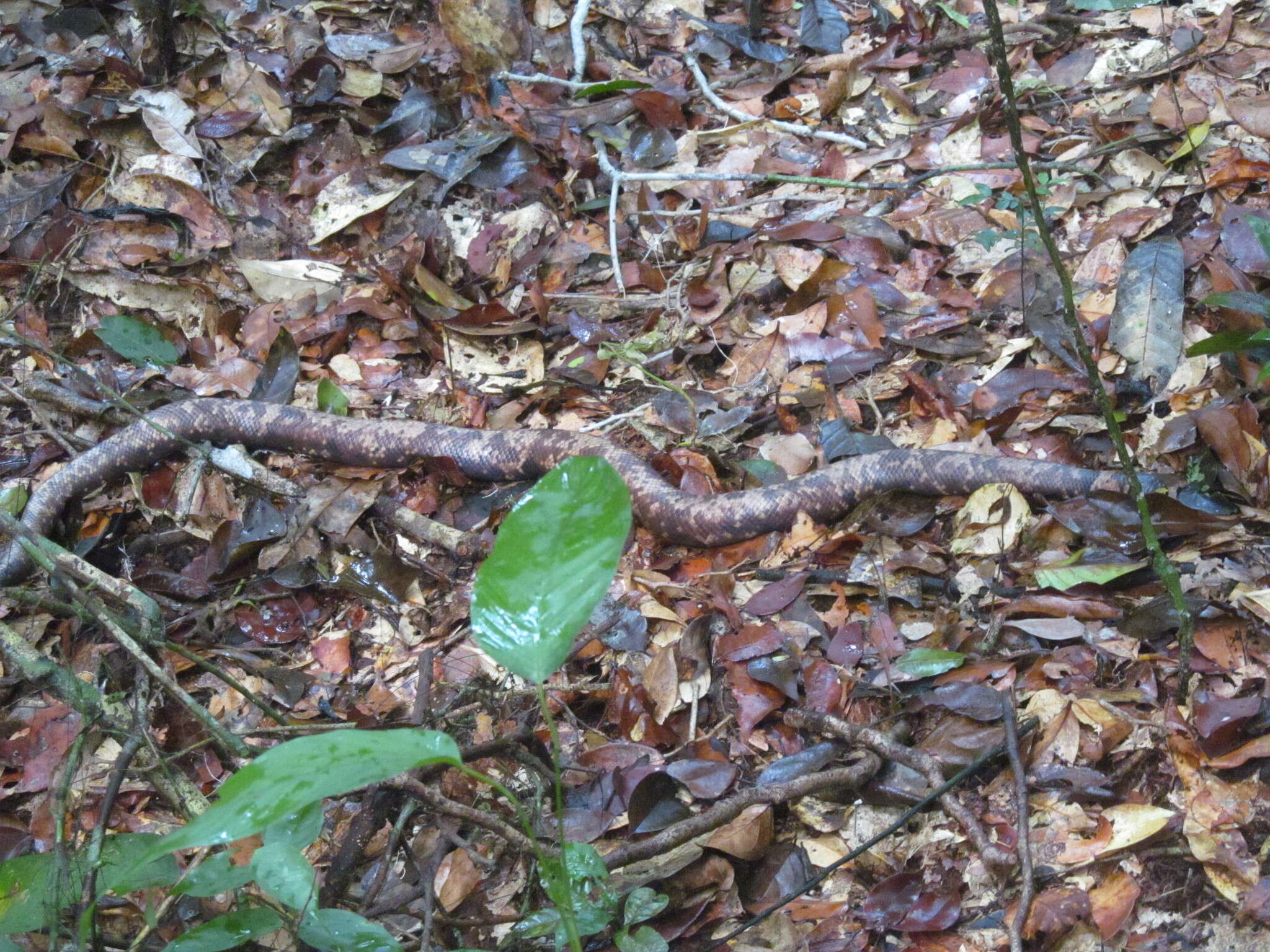 Plancia ëd Calabaria reinhardtii (Schlegel 1848)