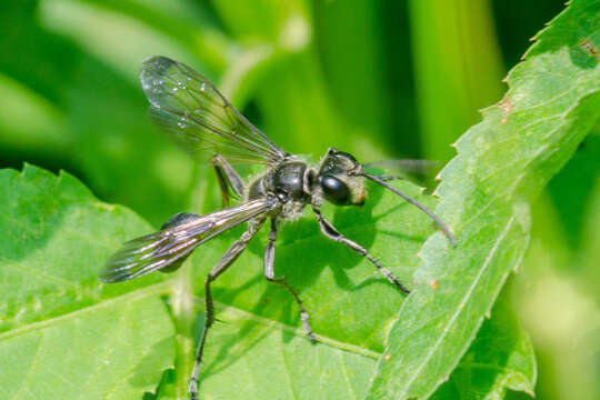 Image of Isodontia diodon (Kohl 1890)