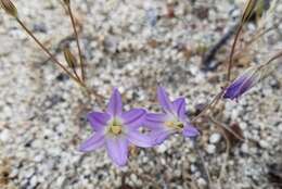 Image de Brodiaea orcuttii (Greene) Baker