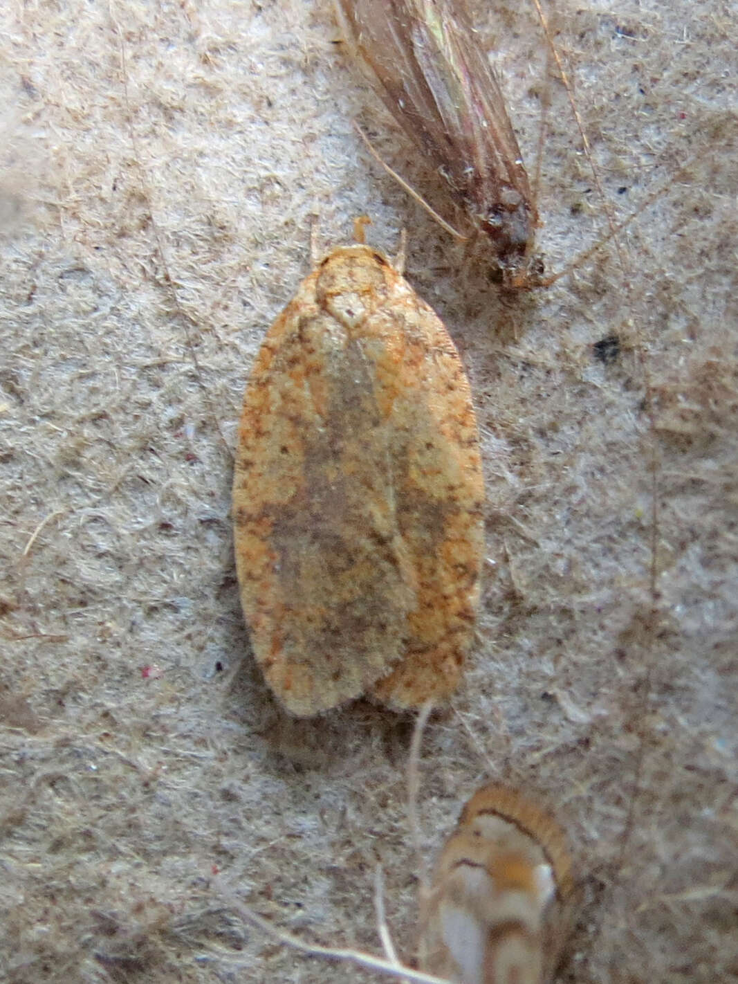 Image of Four-dotted Agonopterix