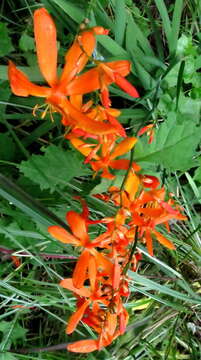 صورة Crocosmia aurea subsp. aurea