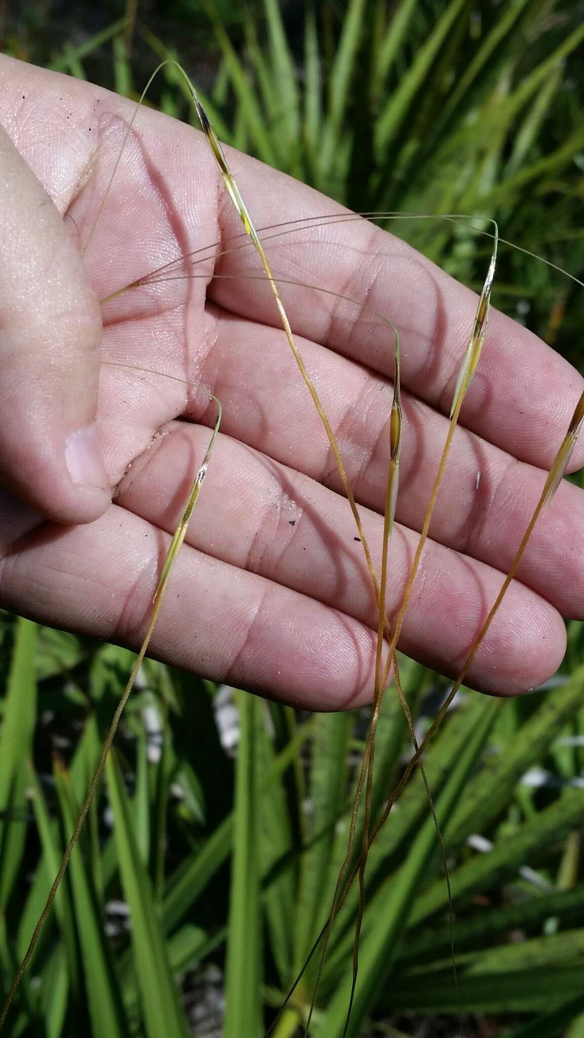 Plancia ëd Chrysopogon pauciflorus (Chapm.) Benth. ex Vasey