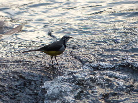 Image of Madagascan Wagtail