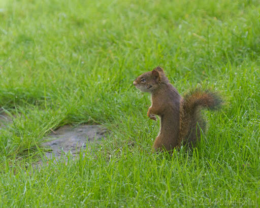 Image of pine squirrel