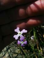 Image of Ricotia lunaria (L.) DC.