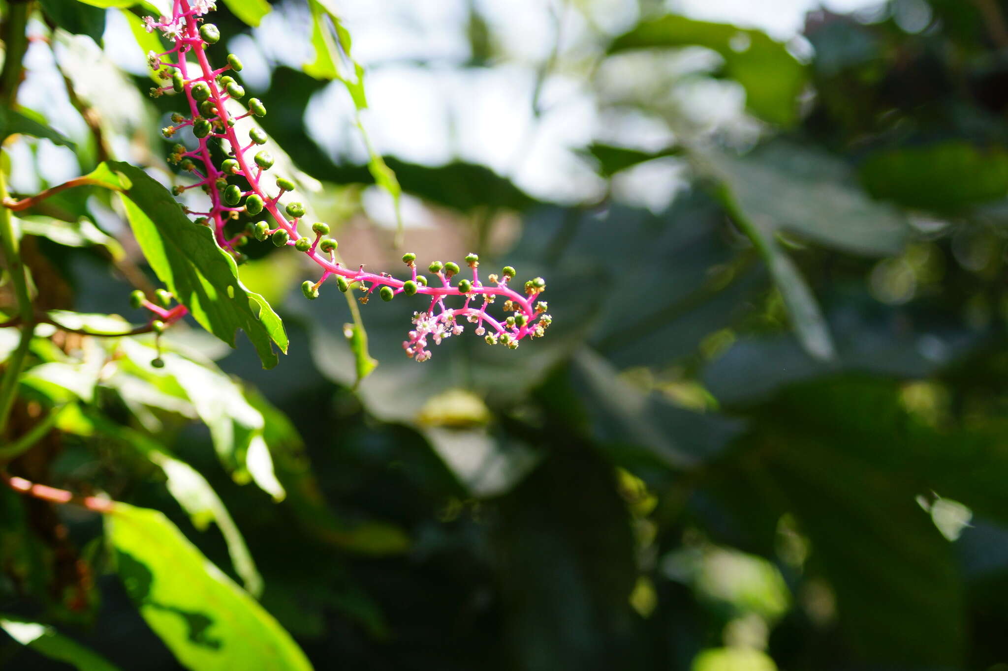 Image of Venezuelan pokeweed